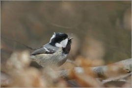 <p>SÝKORA UHELNÍČEK (Periparus ater)</p>